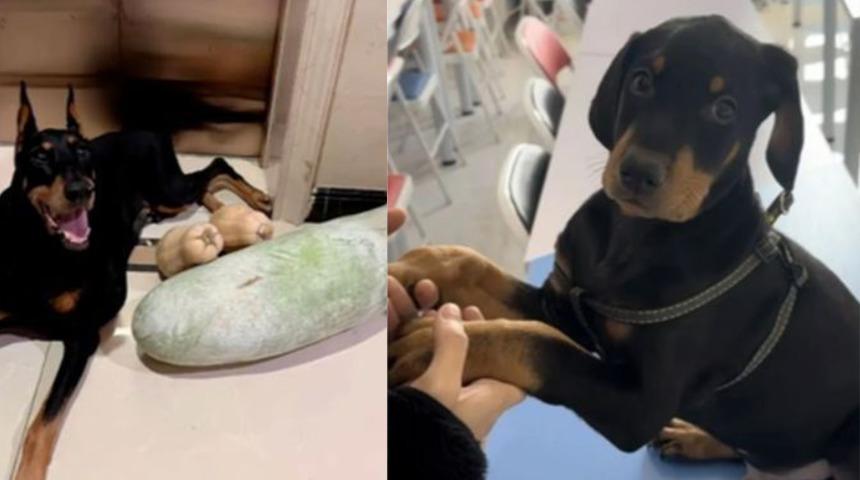 Servet harcayıp ölen köpeğini geri getirdi! Klonlatıp 'yeniden' doğmasını sağladı...