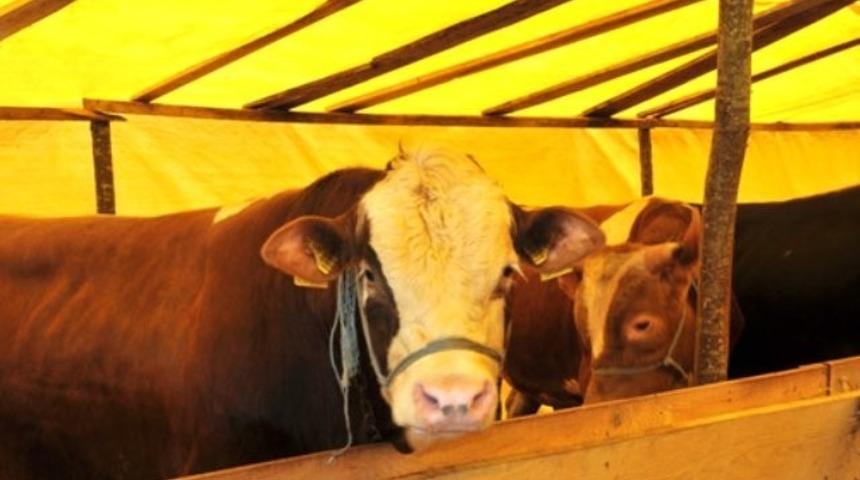 Şap mikrobunu en çok kuşlar taşıyor