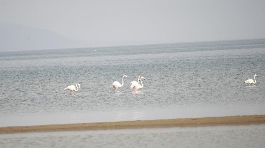 Göç yolundaki flamingolar, İznik Gölü'nde konakladı! Ortaya eşsiz manzaralar çıktı...