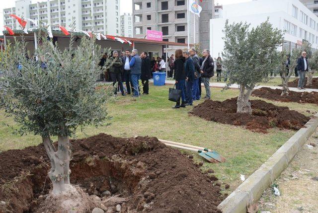 Tece sahiline zeytin ağacı dikildi