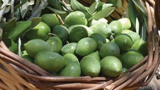 Aydın Memecik Zeytini Avrupa Birliği’nde tescillendi