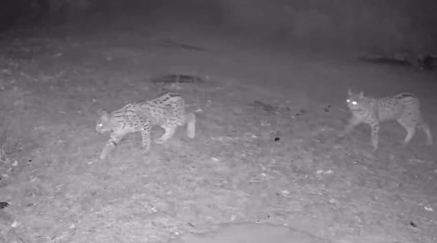 "Ormanın hayaleti" vaşak kamerada