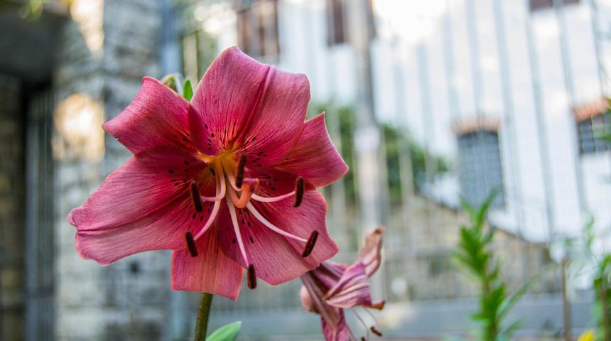 Lilyum nedir, ne anlama gelir? Lilyum çiçeği anlamı ve özellikleri