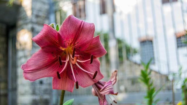 Lilyum nedir, ne anlama gelir? Lilyum çiçeği anlamı ve özellikleri