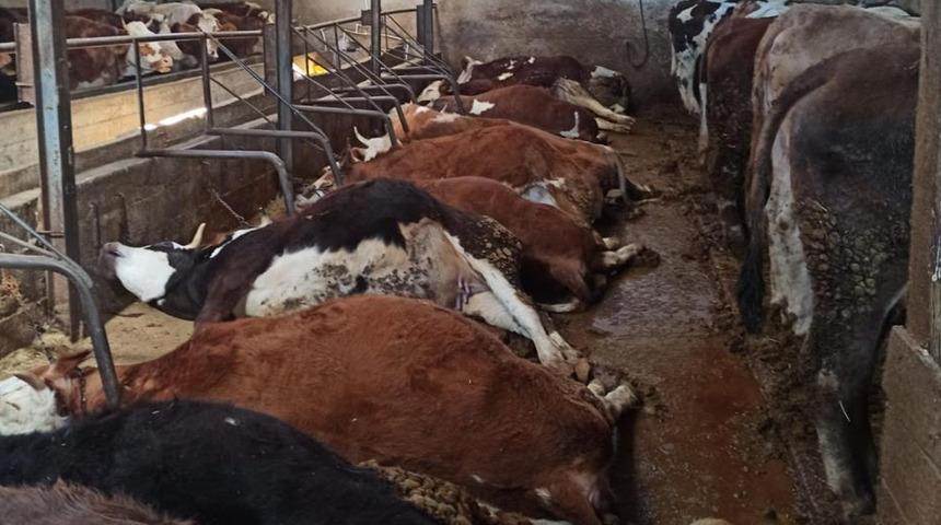 Elektrik kaçağından 11 büyükbaş hayvan telef oldu