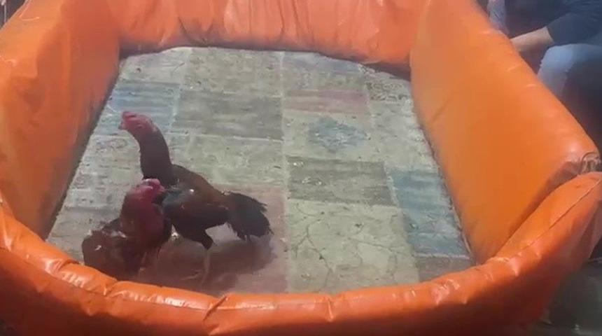 Pendik'te horoz dövüştürenlere 132 bin lira ceza