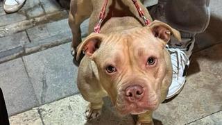 Gümüşhane'de yasaklı ırk köpek gezdiren şahsa 76 bin TL ceza