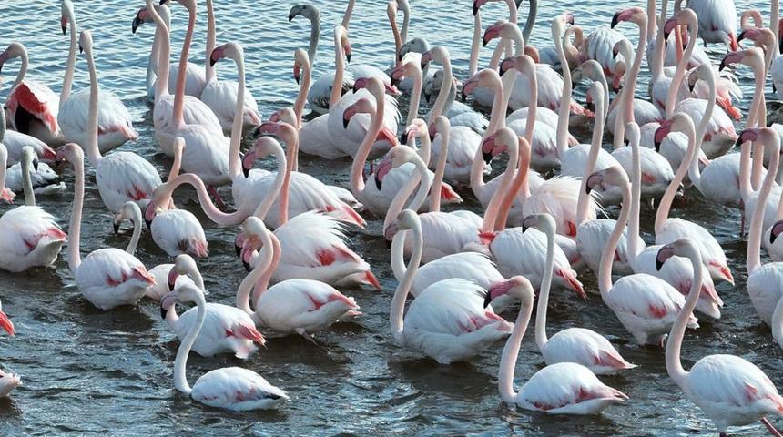 Flamingolar dronla görüntülendi