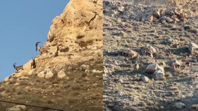 Dağ keçilerinin Hasankeyf keyfi görüntülendi!
