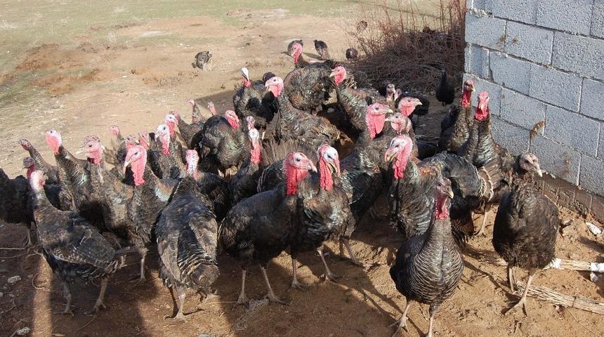 Amerikan hindileri türk sofrasında