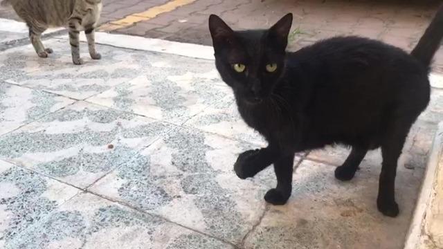 Antalya'da mahalle sakinlerini isyan ettiren kedi hırsızlığı!  Sepete koyarak götürdü: O anlar kamerada