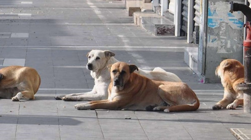 İzmir'de sahipsiz köpeğin saldırısına uğrayan 6 yaşındaki çocuk yaralandı