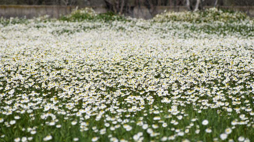 Türkiye'nin önemli tarımsal üretim merkezlerinden! Görüntüler hayran bıraktı