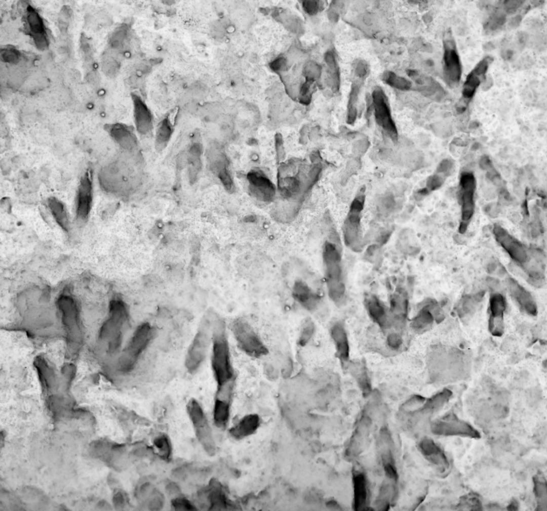 Milyonlarca yıllık iz! Okulun bahçesinde duran kayadan 66 ayrı dinazor ayak izi çıktı 1