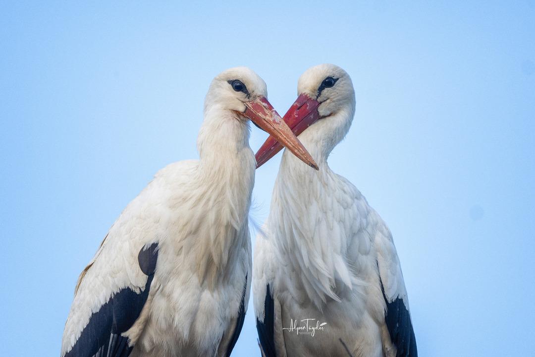 14 yıldır Yaren Leylek i izleyen Alper Tüydeş: “Her leylek sürüsünde umutla bekliyoruz” 4