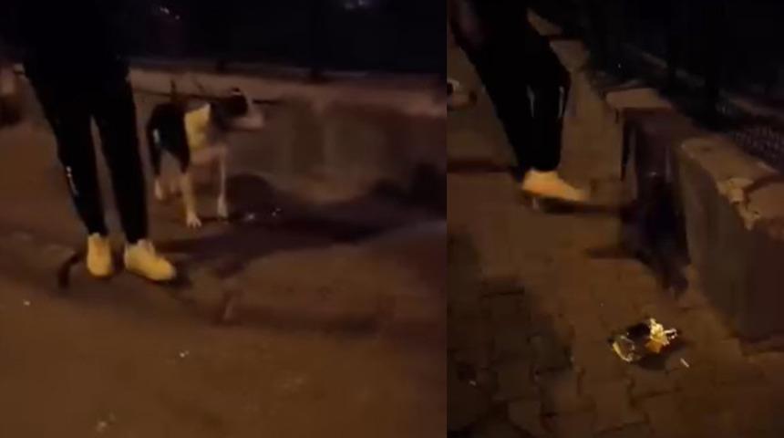 Kediye tekme attı! Vicdansız tutuklanarak cezaevine gönderildi