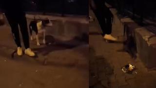 Kediye tekme attı! Vicdansız tutuklanarak cezaevine gönderildi