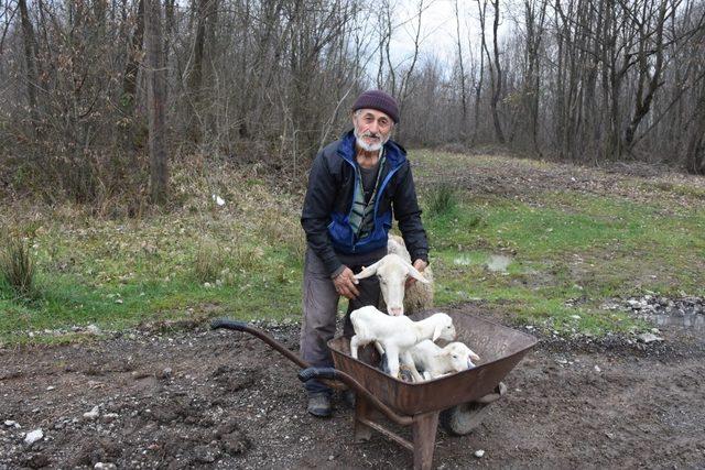 (Özel Haber) Doğum yapan koyun bir an olsun ikiz yavrularının yanından ayrılmadı