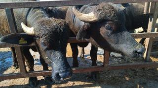 Eskişehir’de hayvan yetiştiricilerine 113 milyon TL destek