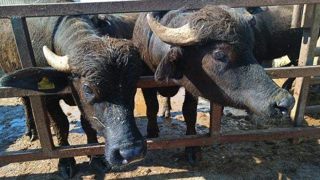 Eskişehir’de hayvan yetiştiricilerine 113 milyon TL destek