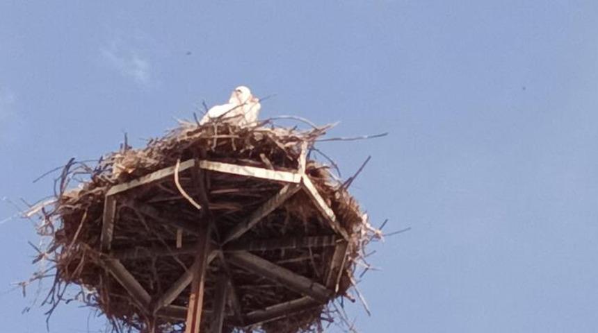 Baharın müjdecisi leylekler Kepsut'ta geldi