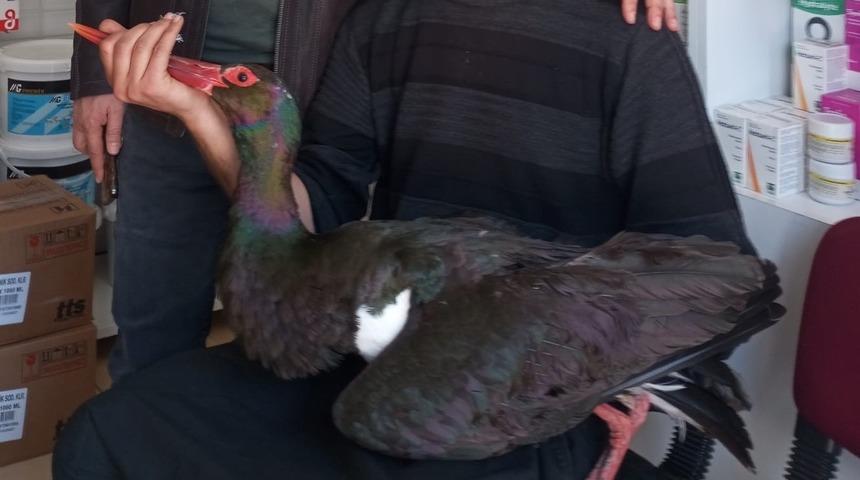 Nadir görülüyor: Yaralı bulunan kara leylek tedavi altına alındı!