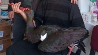 Nadir görülüyor: Yaralı bulunan kara leylek tedavi altına alındı!