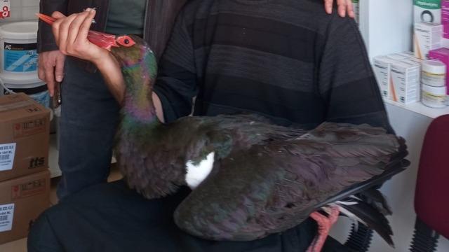 Nadir görülüyor: Yaralı bulunan kara leylek tedavi altına alındı!