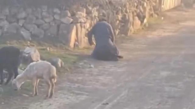 Koyuna eziyet eden gözaltında! Görüntüler tepki çekmişti