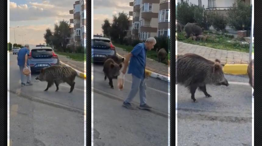 Ailece şehir merkezine indiler... Domuzlar yaşlı adamın pidesine göz dikip yolunu kestiler