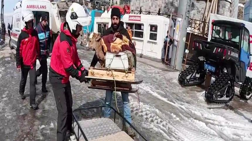 Jandarma buzağıyı kar motosikletiyle taşıdı