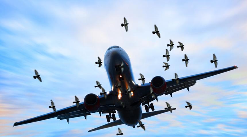 İstanbul hava sahasında leylek paniği! Göç güzergahı olumsuz etkiledi... Konuşmalar kayıtlara yansıdı