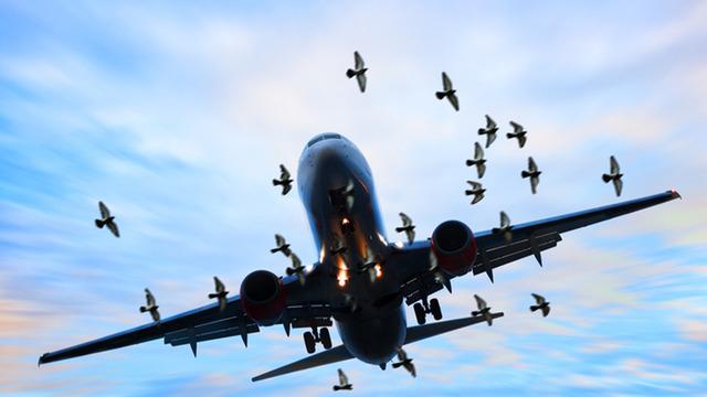 İstanbul hava sahasında leylek paniği! Göç güzergahı olumsuz etkiledi... Konuşmalar kayıtlara yansıdı