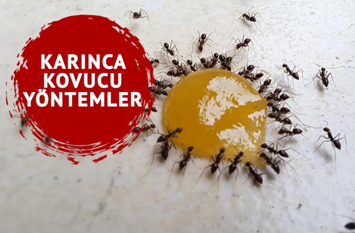Karınca istilasından kurtulmanın doğal yolları: Öldürmeden uzak tutmanın 7 etkili yöntemi…