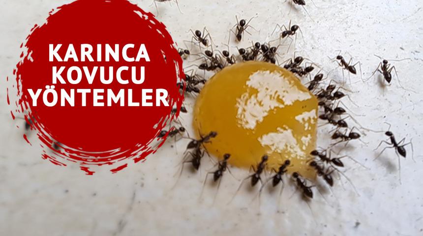 Karınca istilasından kurtulmanın doğal yolları: &Ouml;ld&uuml;rmeden uzak tutmanın 7 etkili y&ouml;ntemi&hellip;