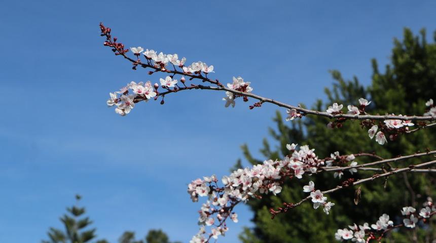 Adana'da zirai ürünlere don vuran martta, termometreler 36 dereceyi gösterdi; bahar çiçekleri açtı