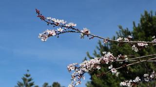 Adana'da zirai ürünlere don vuran martta, termometreler 36 dereceyi gösterdi; bahar çiçekleri açtı