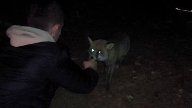 İftar vakti yiyecek arayan tilki, iftar sofrasına denk geldi, karnını doyurdu