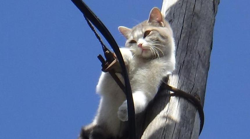 İki gündür aç susuz direkte mahsur kalan kedi kurtarıldı
