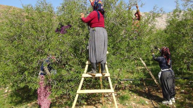 Fiyatı arttı! Kiloyla değil gramla alıyorlar