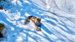 Tunceli'de 'ormanın hayaleti' olarak biliniyor! Munzur Vadisi Milli Parkı'ndaki vaşak, havadan görüntülendi