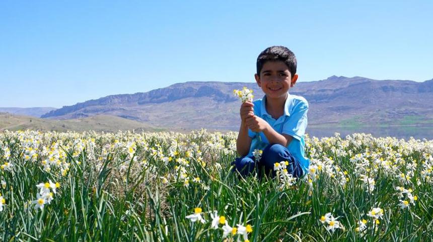 Adıyaman'da yabani nergisler ilgi odağı oldu