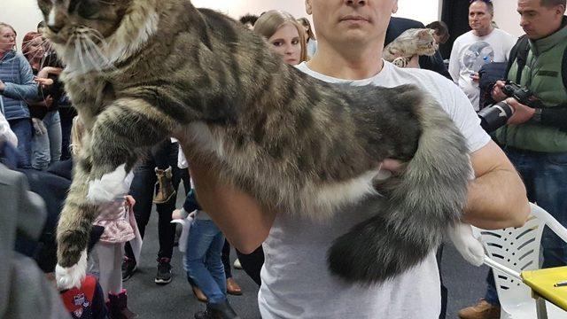 Macaristan’da Kedi Güzellik Yarışması