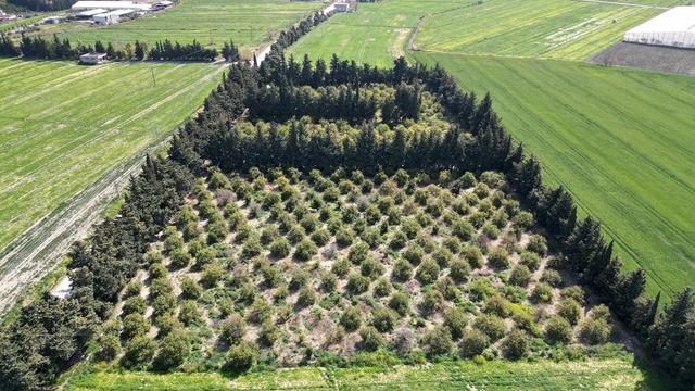 Markette 25 TL, orada 15 TL! Soğuk hava etkilemişti... 'Gelip bizden alıyorlar'