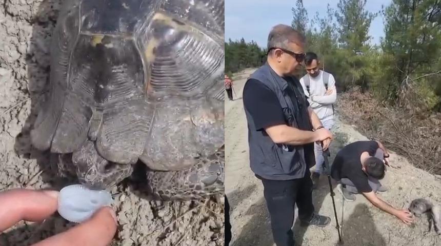 Yolda görüp dayanamayıp yardım ettiler! Doğaseverler susuz kalmış kaplumbağaya su içirdi