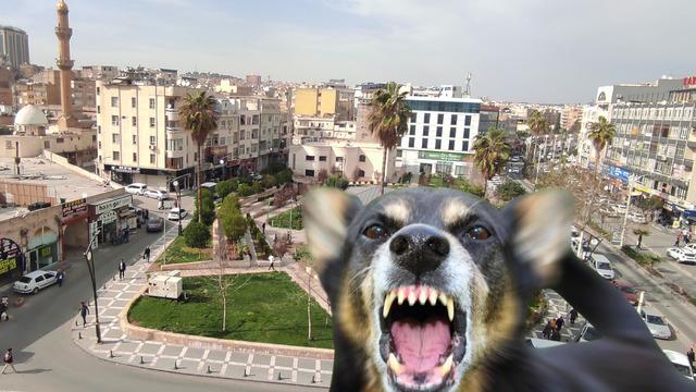 Kuduz vakaları artıyor! Valilikten acil önlem planı