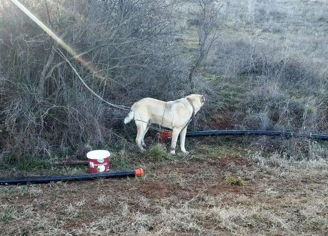 Köpek dövüşü arenasına jandarma baskını