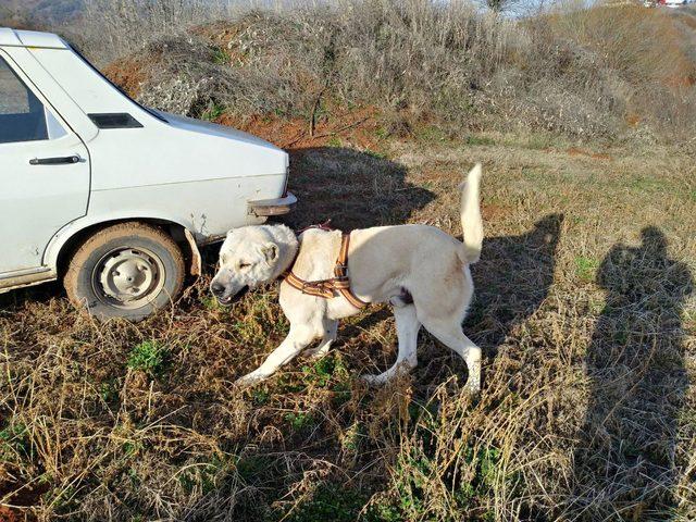 Köpek dövüşü arenasına jandarma baskını