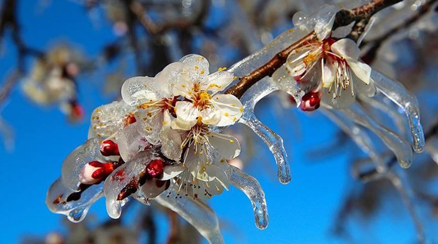 Balkanlardan soğuk hava geliyor! İzmir için 'zirai don' uyarısı