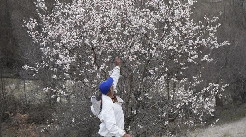 Gümüşhane’de yalancı bahara aldanan badem ağaçları çiçek açtı